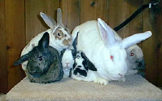 group_bunnies1.jpg (22480 bytes)